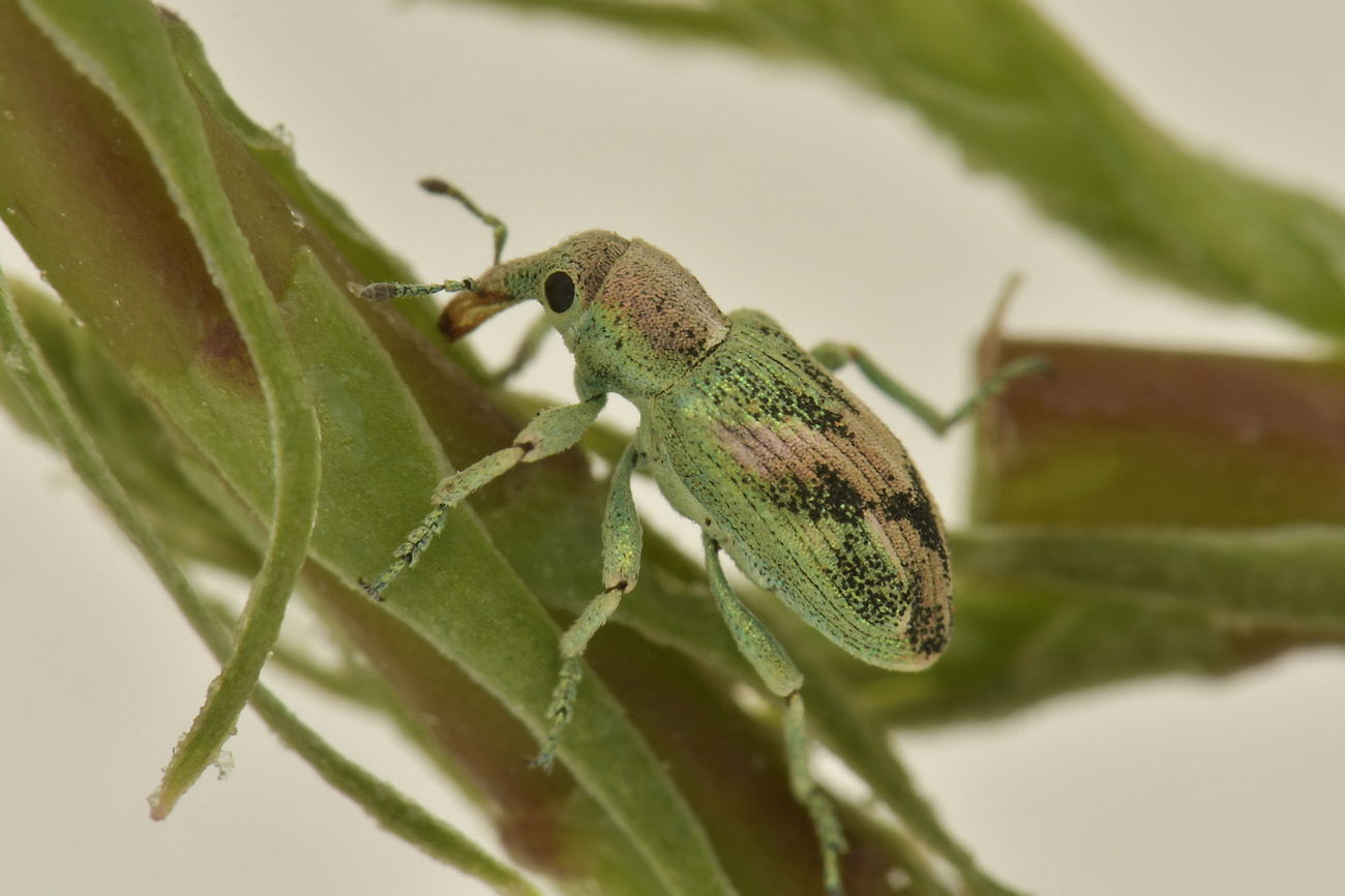 Curculionidae: Coniatus suavis? Sì.